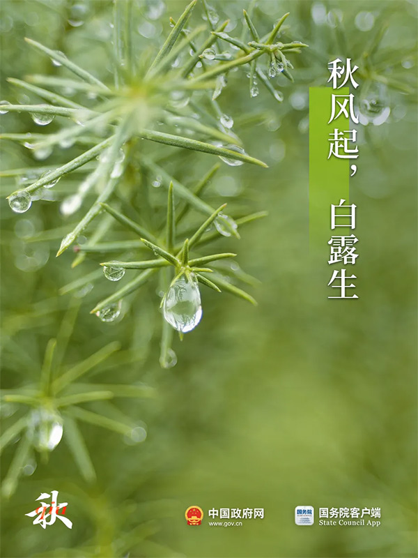 今日白露 | 秋意渐浓，露从今夜白