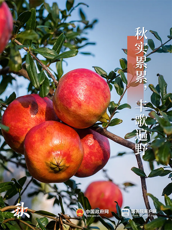 今日白露 | 秋意渐浓，露从今夜白