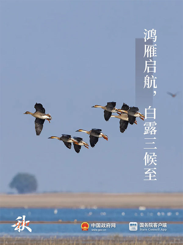 今日白露 | 秋意渐浓，露从今夜白