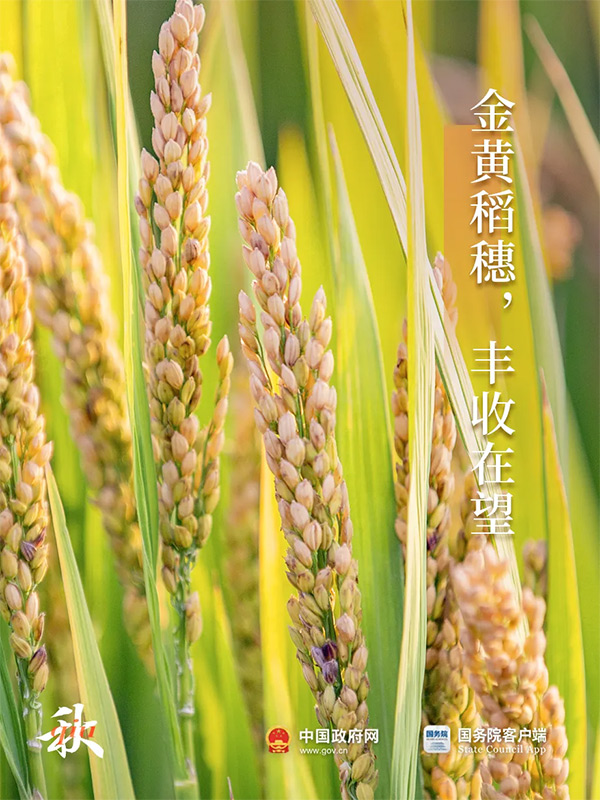 今日白露 | 秋意渐浓，露从今夜白