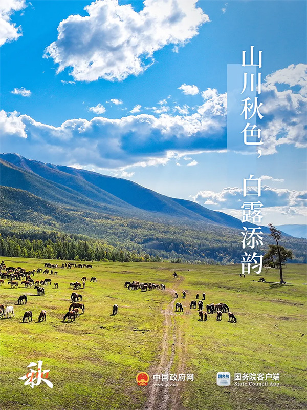 今日白露 | 秋意渐浓，露从今夜白