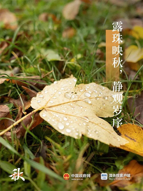 今日白露 | 秋意渐浓，露从今夜白
